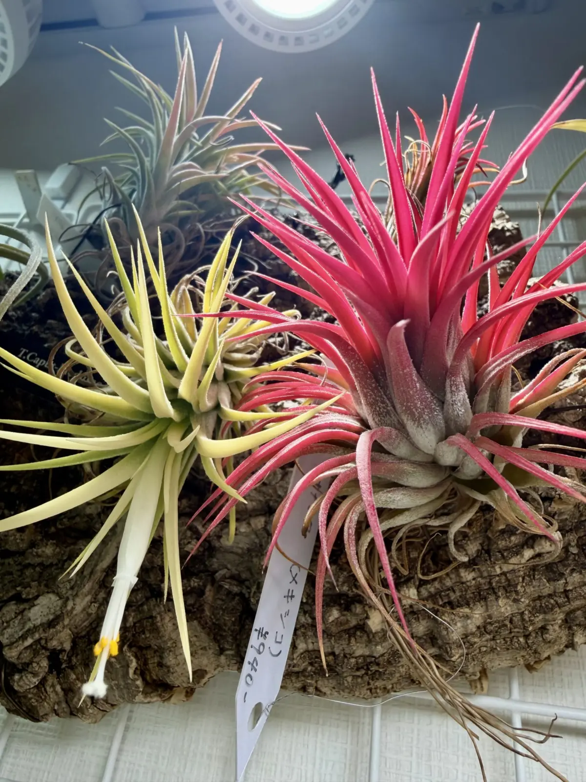 ティランジア　イオナンタ