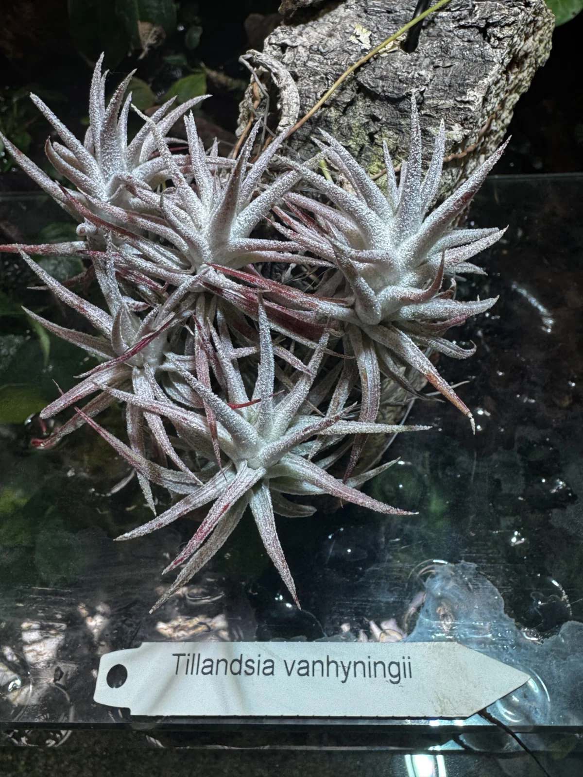 ティランジア　バンハイニンギー　？