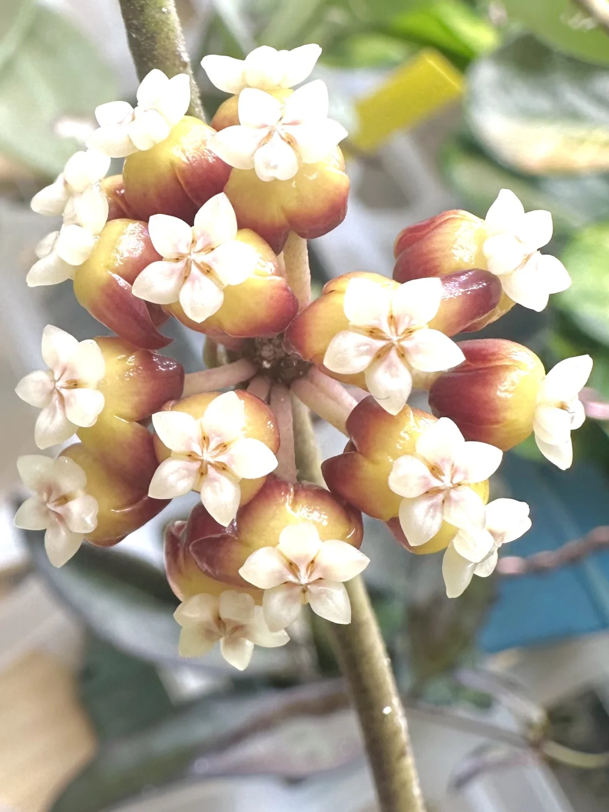 ホヤ　カリストフィラ　花
