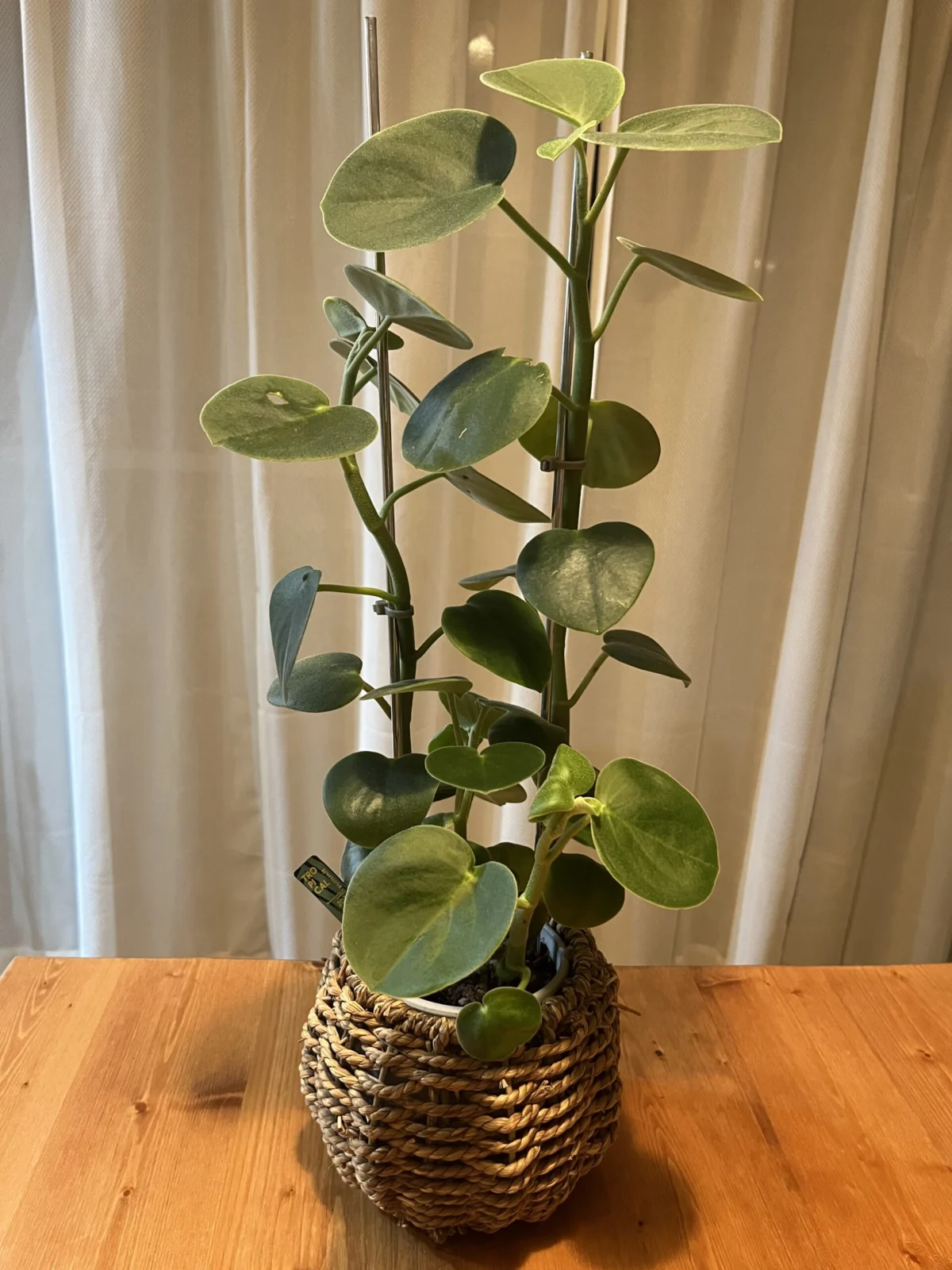 ペペロミア　ホバリア