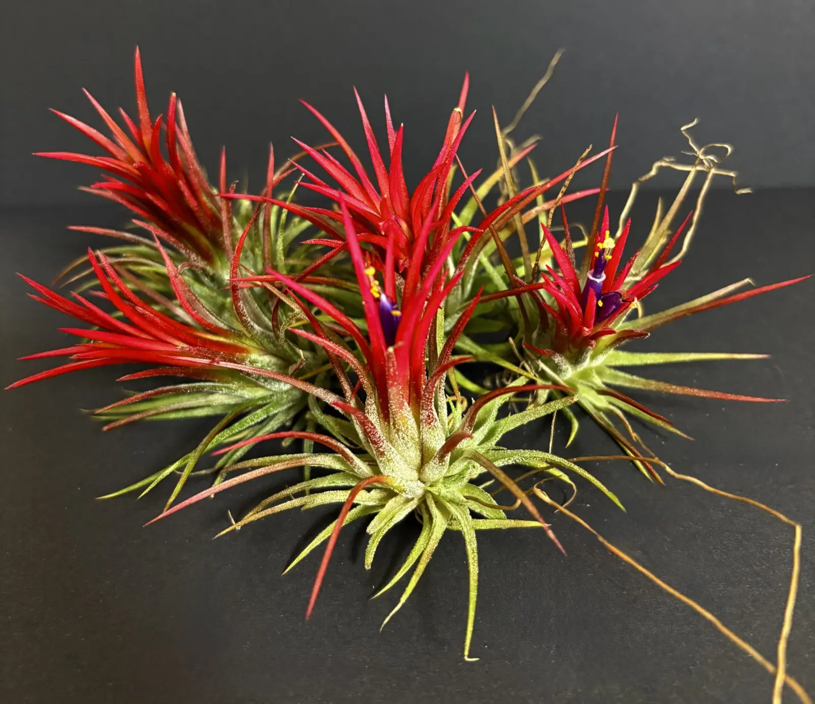 ティランジア　イオナンタ　フエゴ