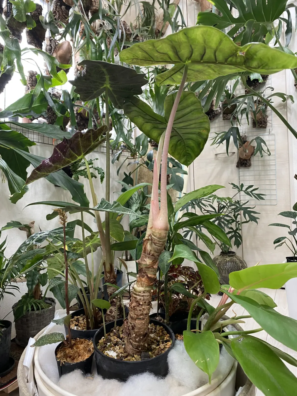 アロカシア ピンクドラゴン