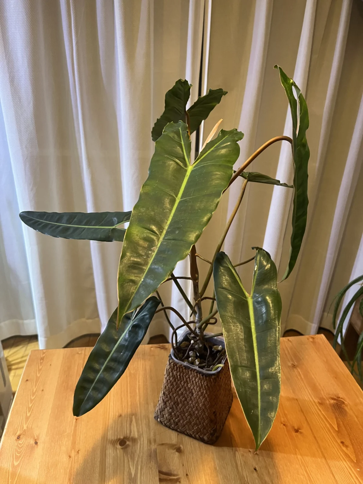 フィロデンドロン　ビレッタエ