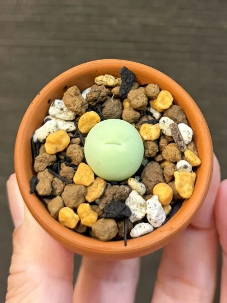 コノフィツム カルキュルス 翡翠玉