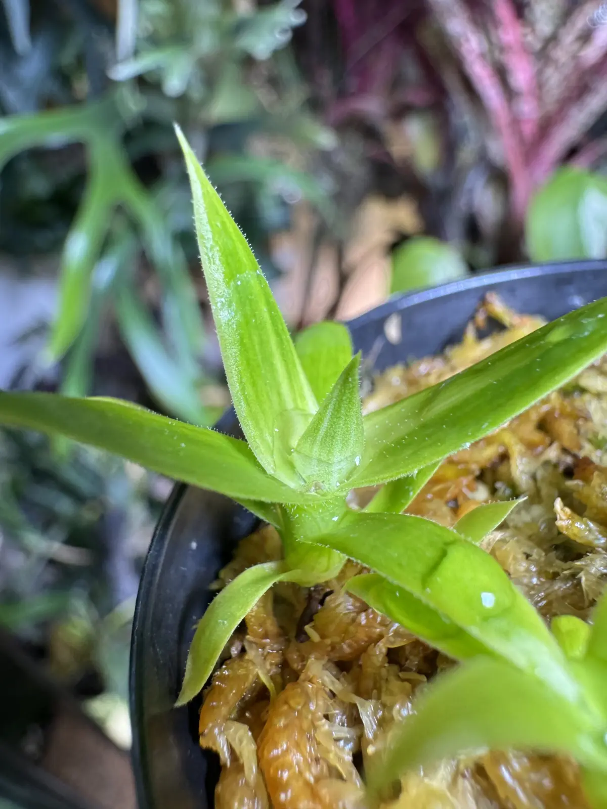 ビルベルギア　実生　斑入り　？