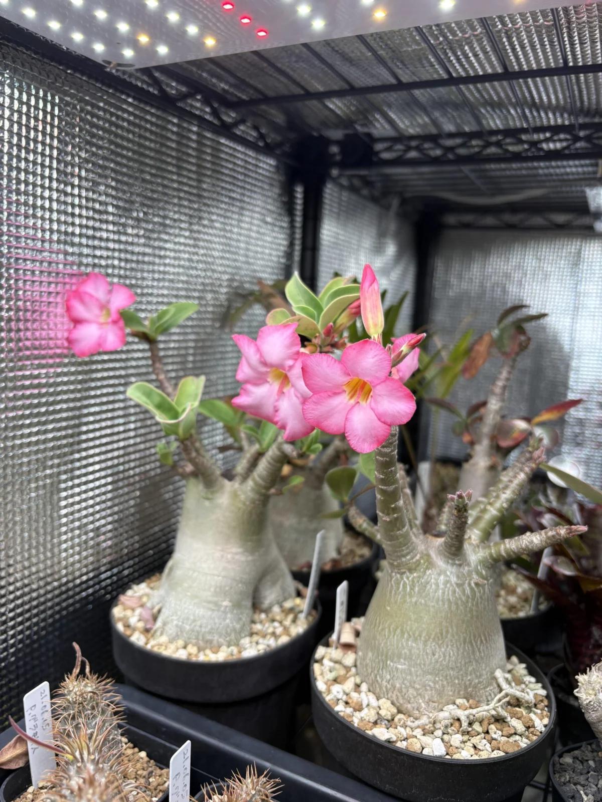 アデニウム　アラビカム　花