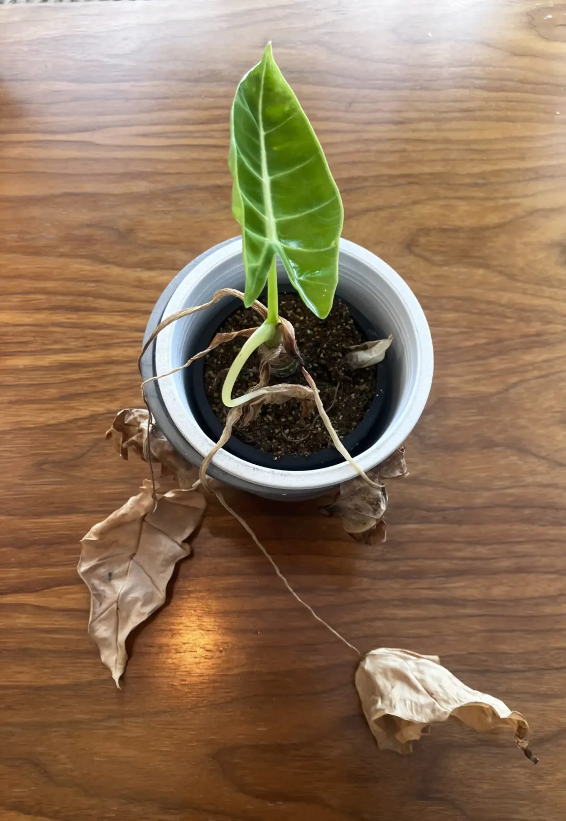 アロカシア　グリーンベルベット