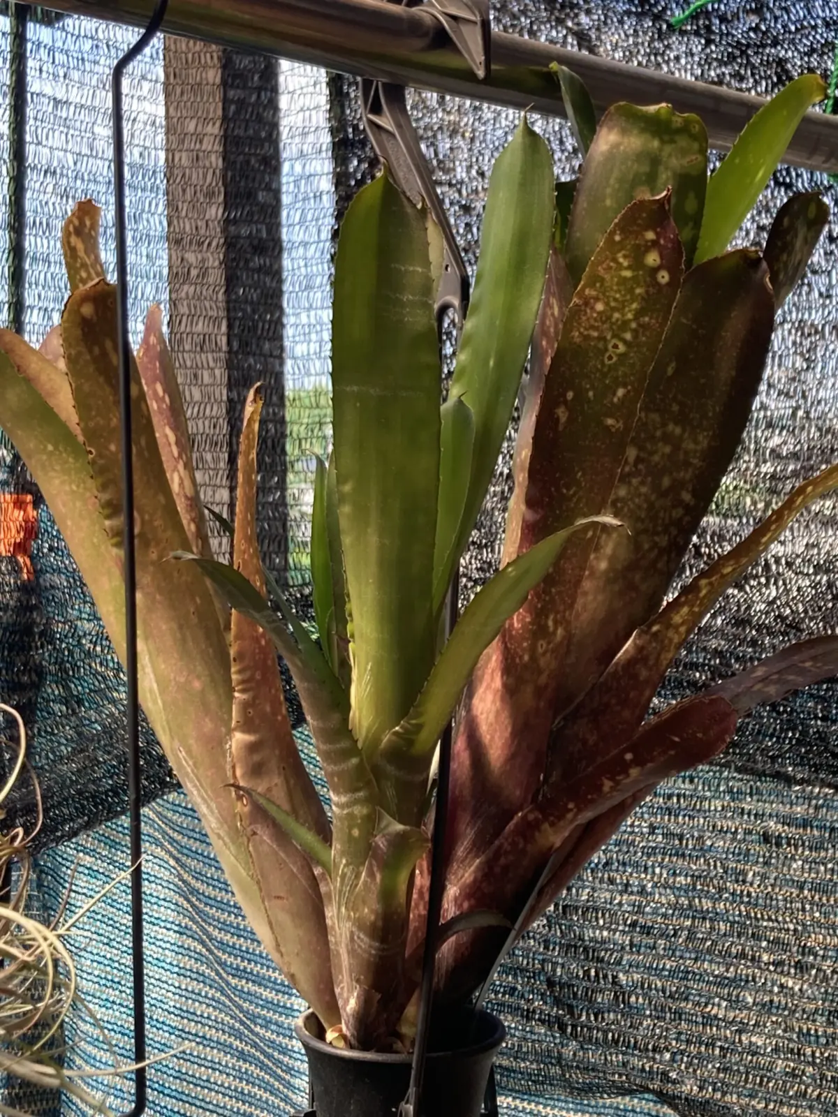 ビルベルギア　ハレルヤ