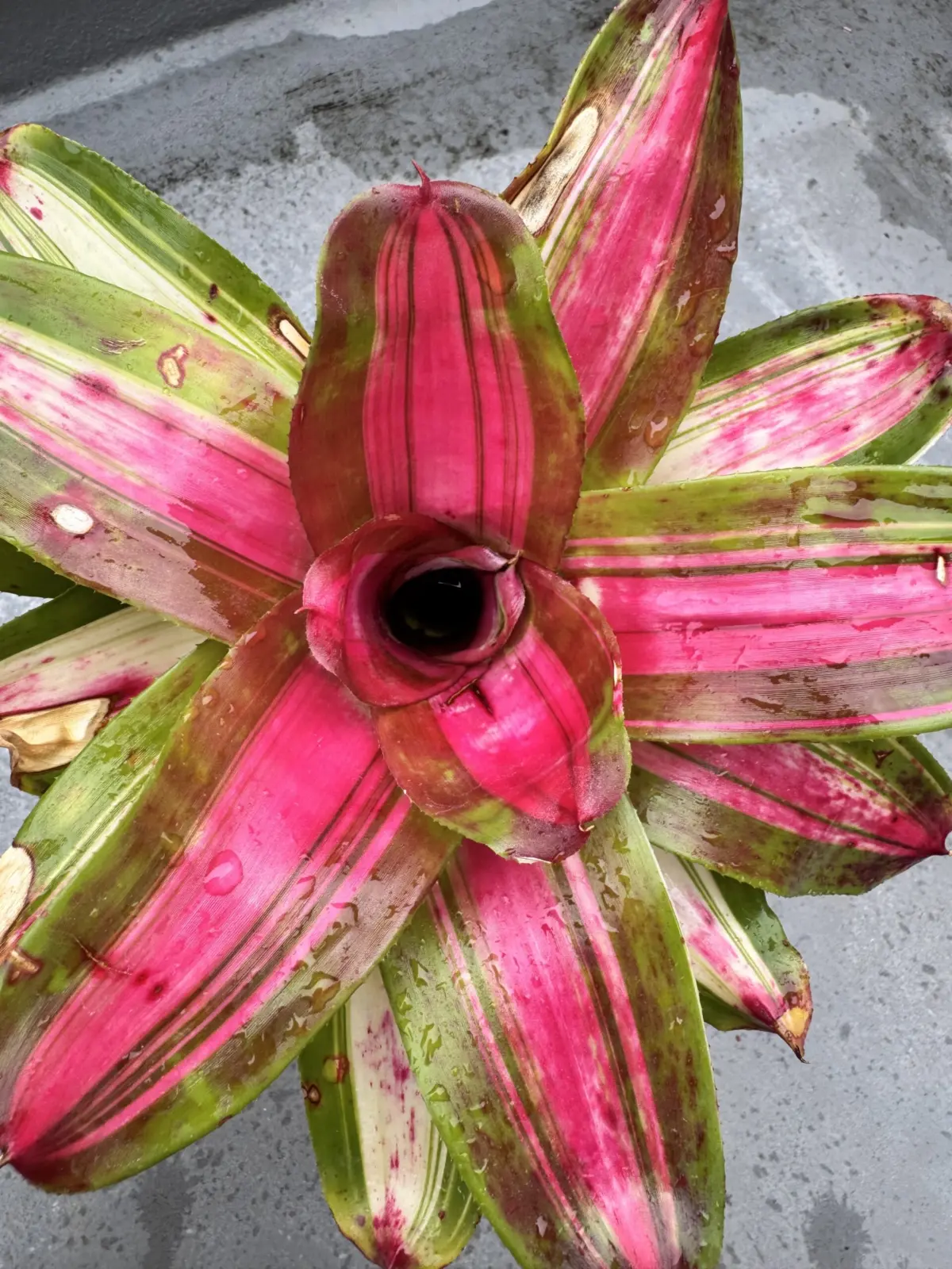 ネオレゲリア　カーナバリア