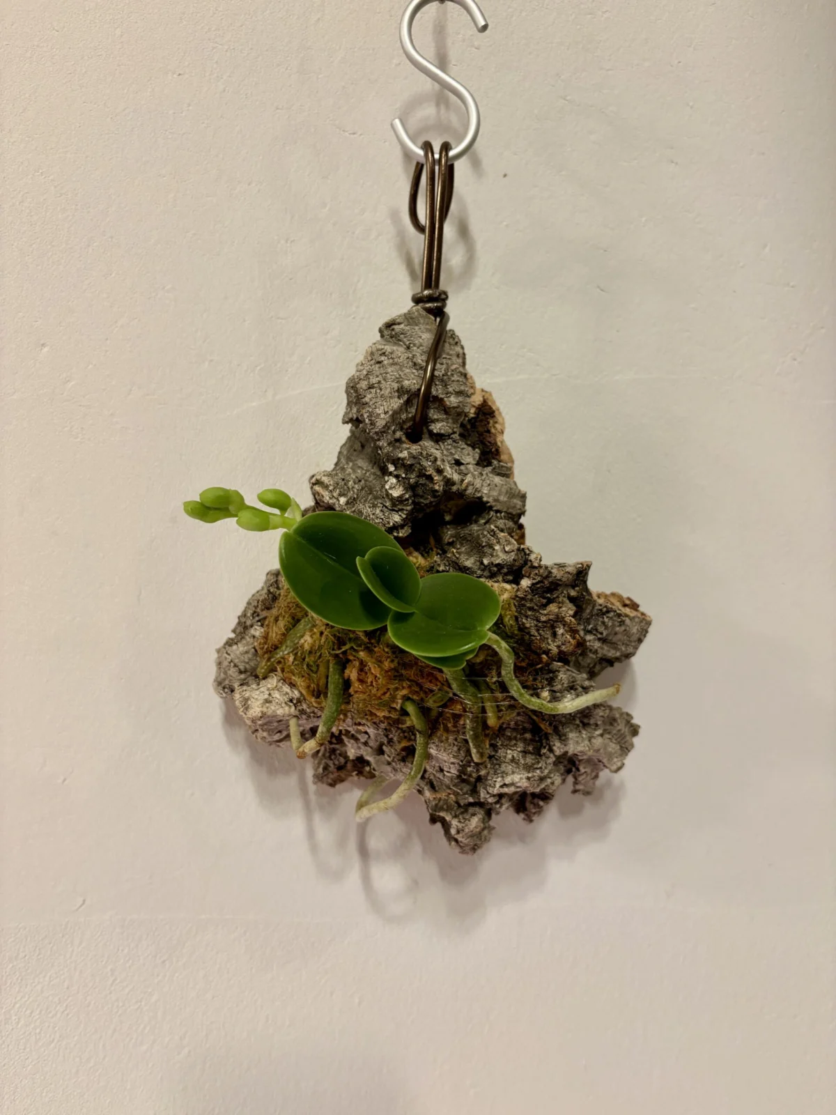 名護蘭　明丸　（みんまる）