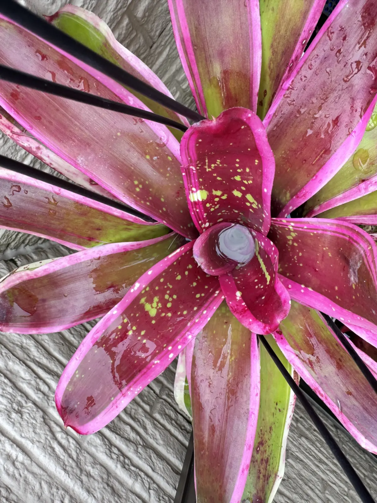 ネオレゲリア　クンビア