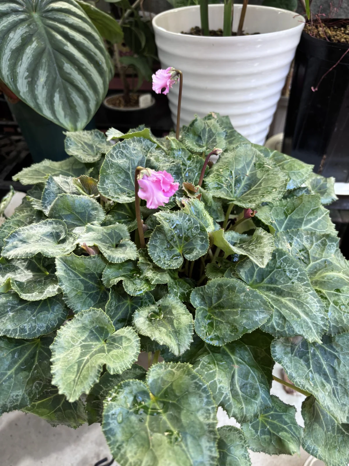 シクラメン 花