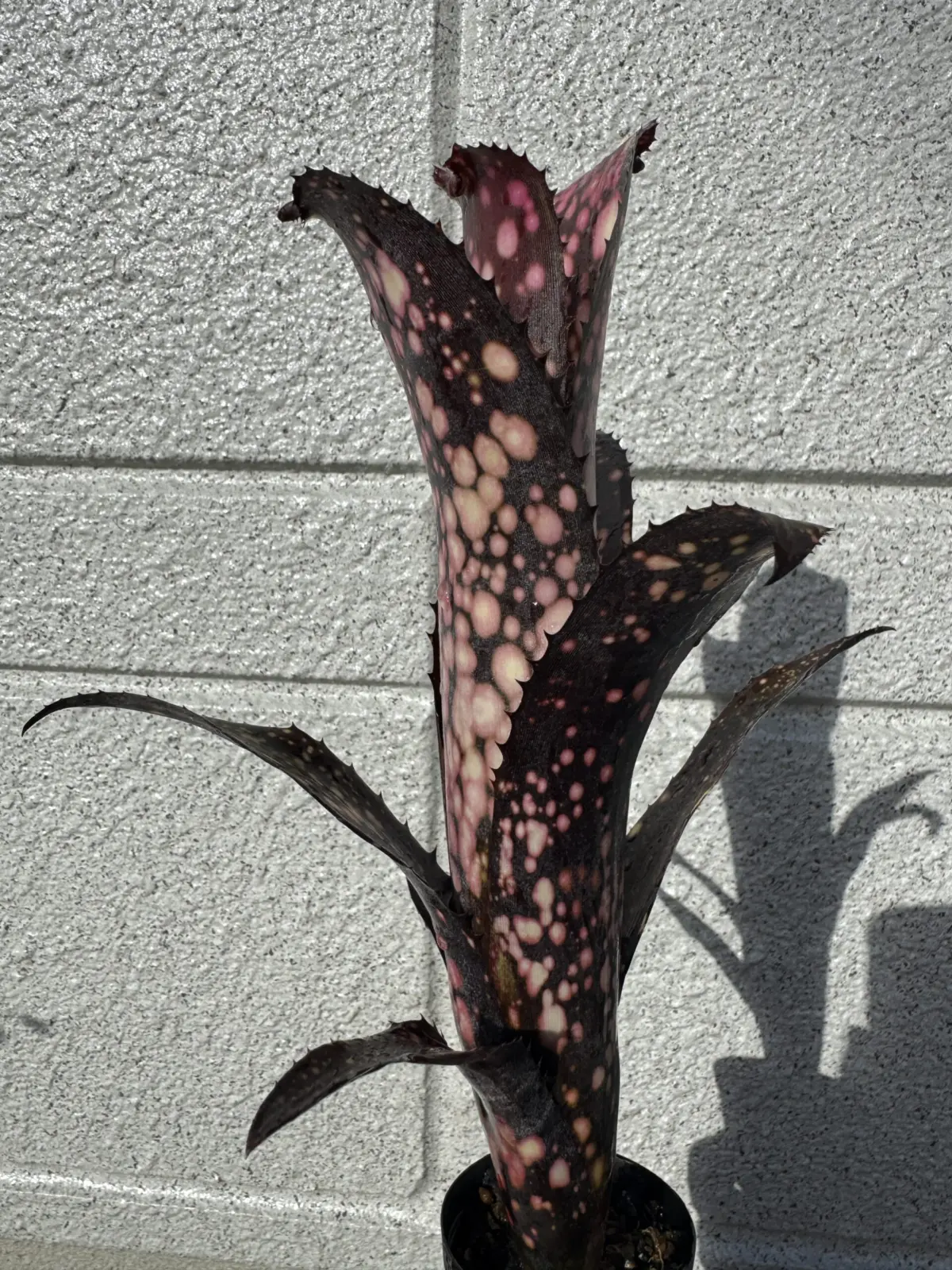 ビルベルギア　ブラックパール