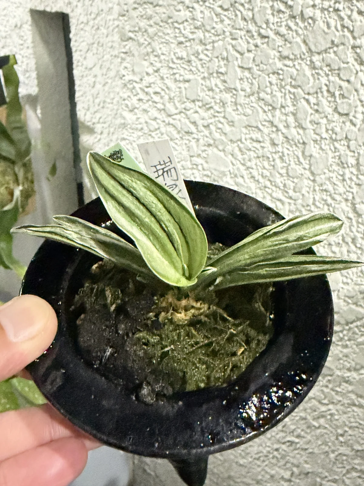おもと 瑞泉 ずいせん