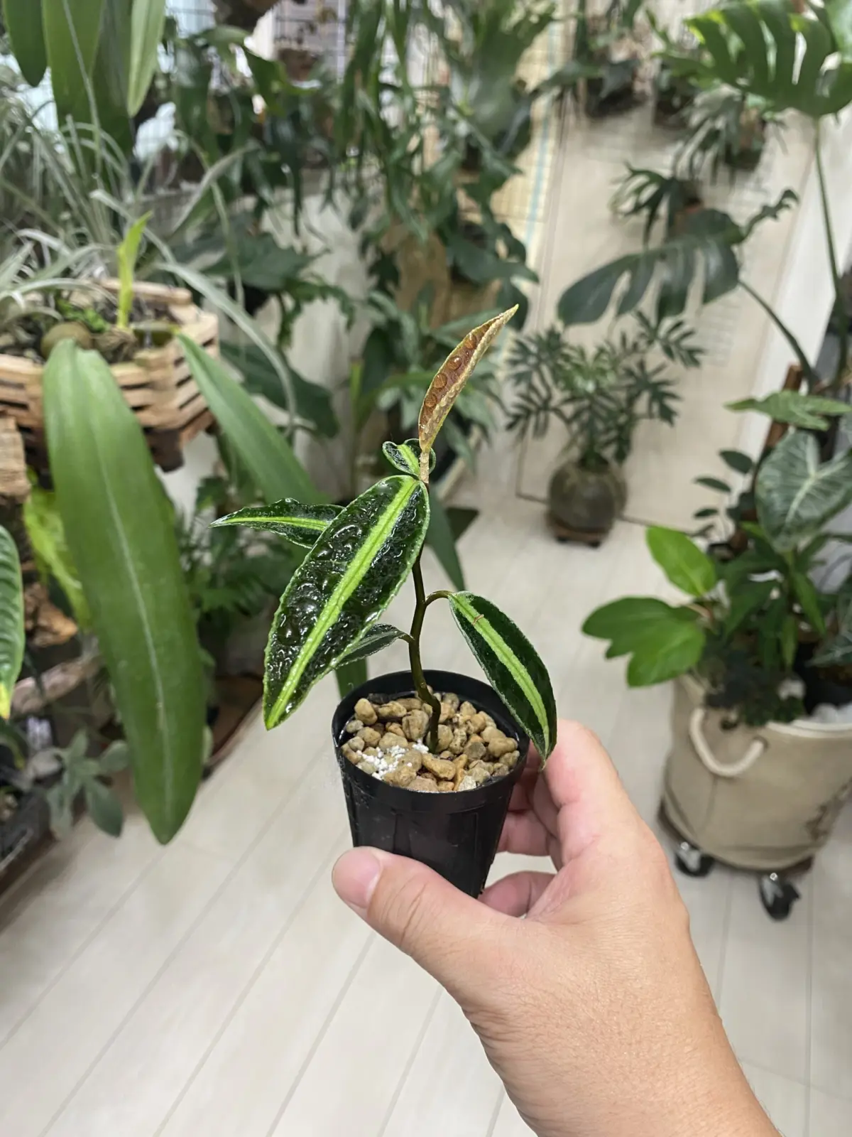 ラビシア　ジャンビ