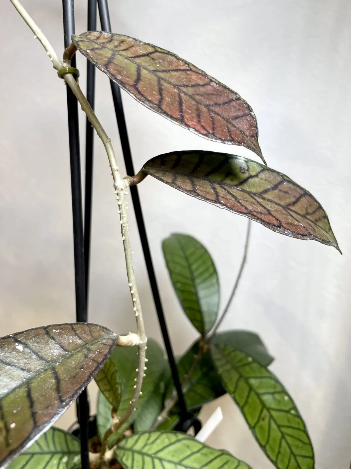 ホヤ　グヌンガディング