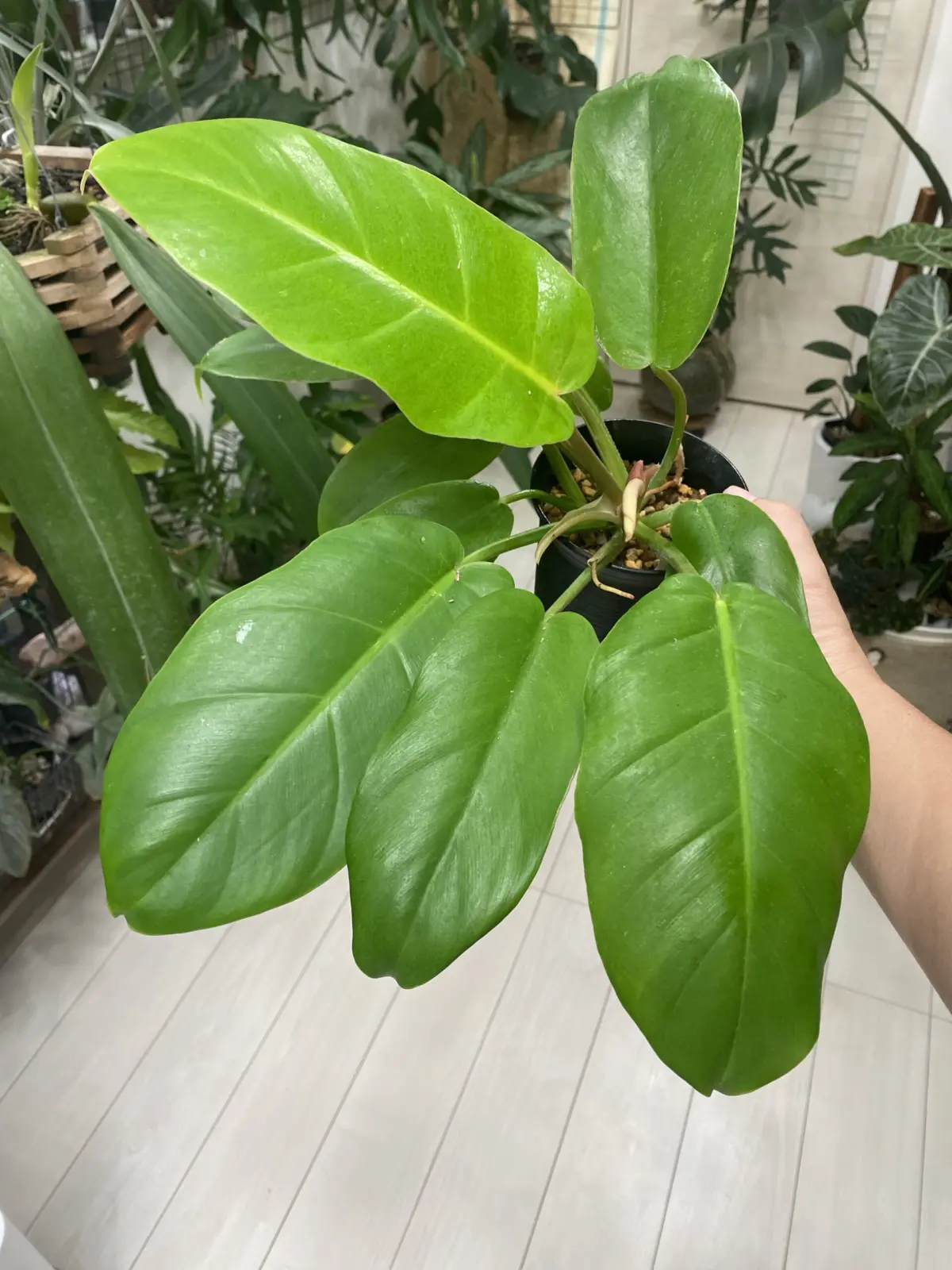 フィロデンドロン　ジャングルフィーバー