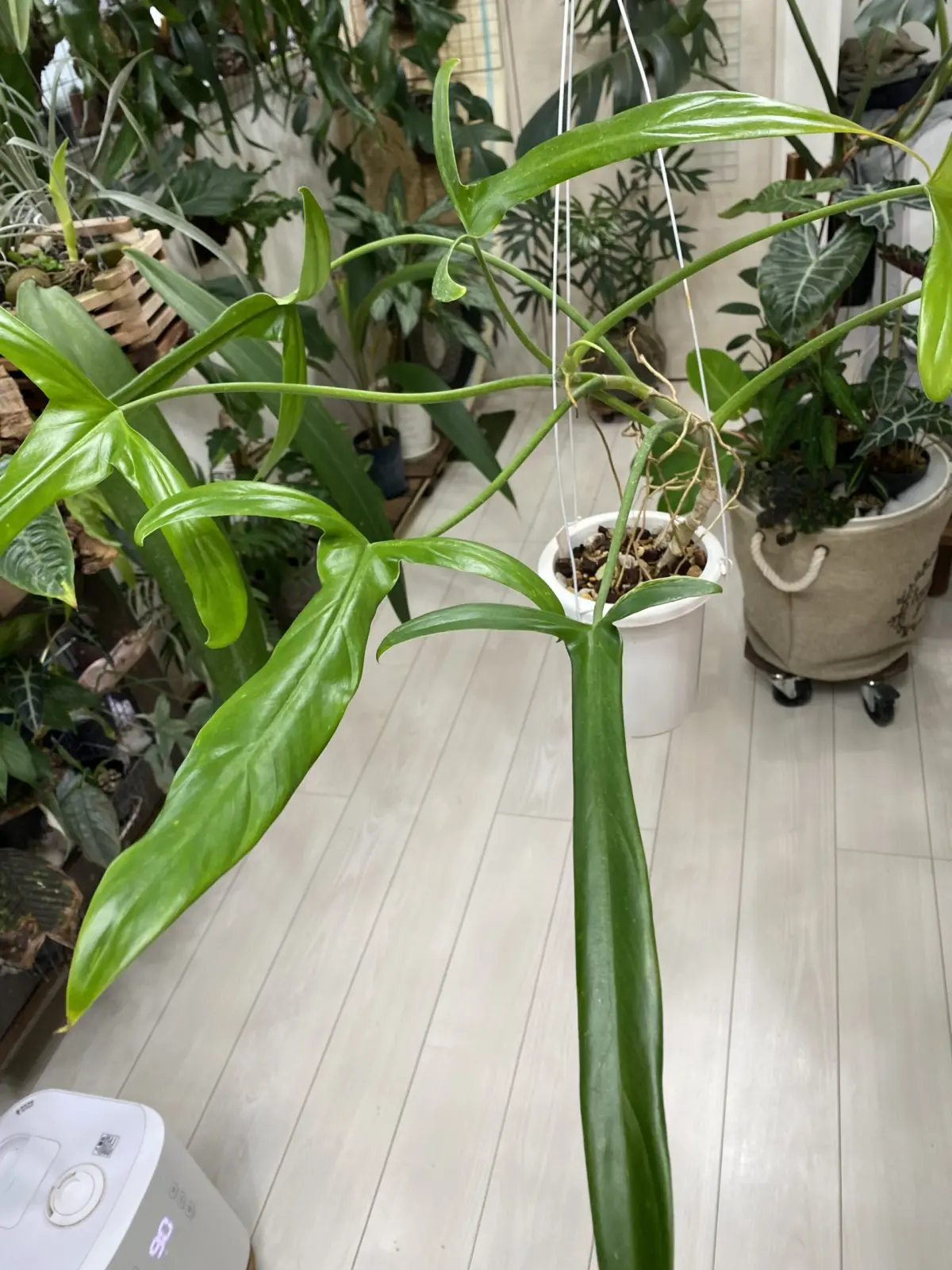 フィロデンドロン　ホルトニアナム