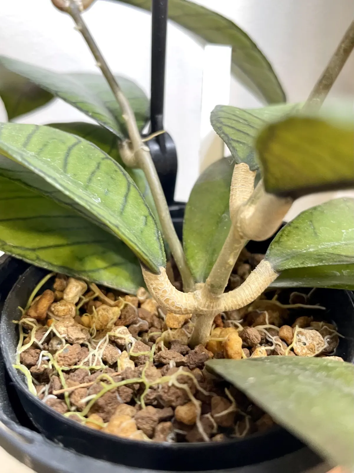 ホヤ　グヌンガディング　根