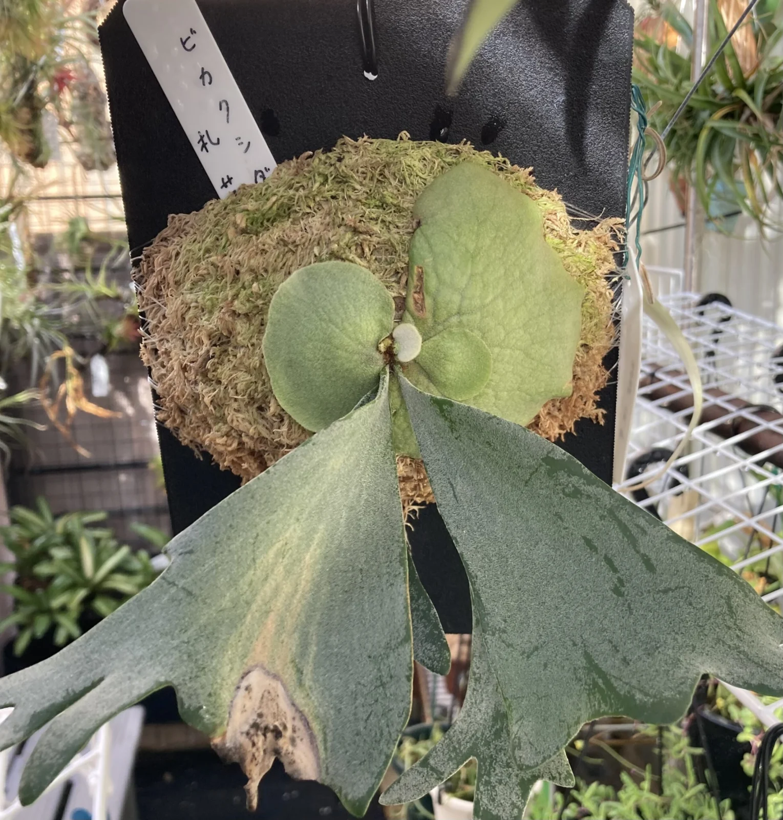 ビカクシダ 札落ち ②