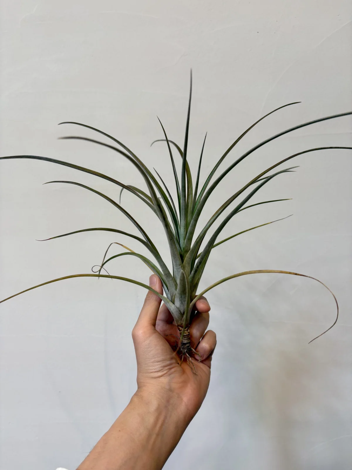 ティランジア　ダシリリフォリア