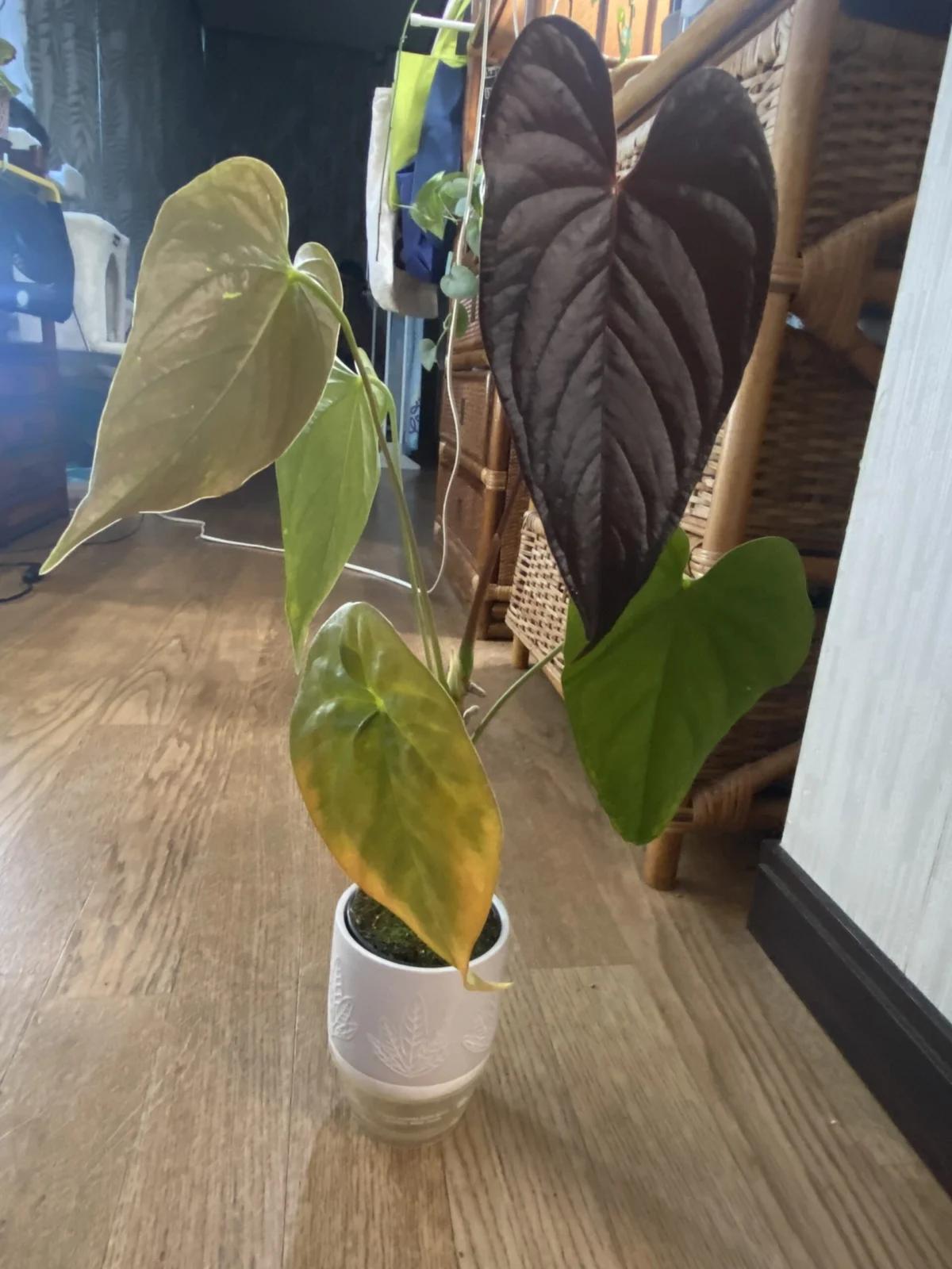 アンスリウム　ロムズレッド