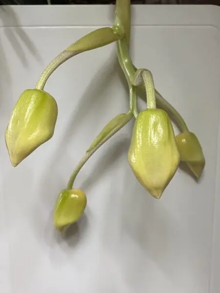 スタンホペア ペネロペ 蕾 蘭