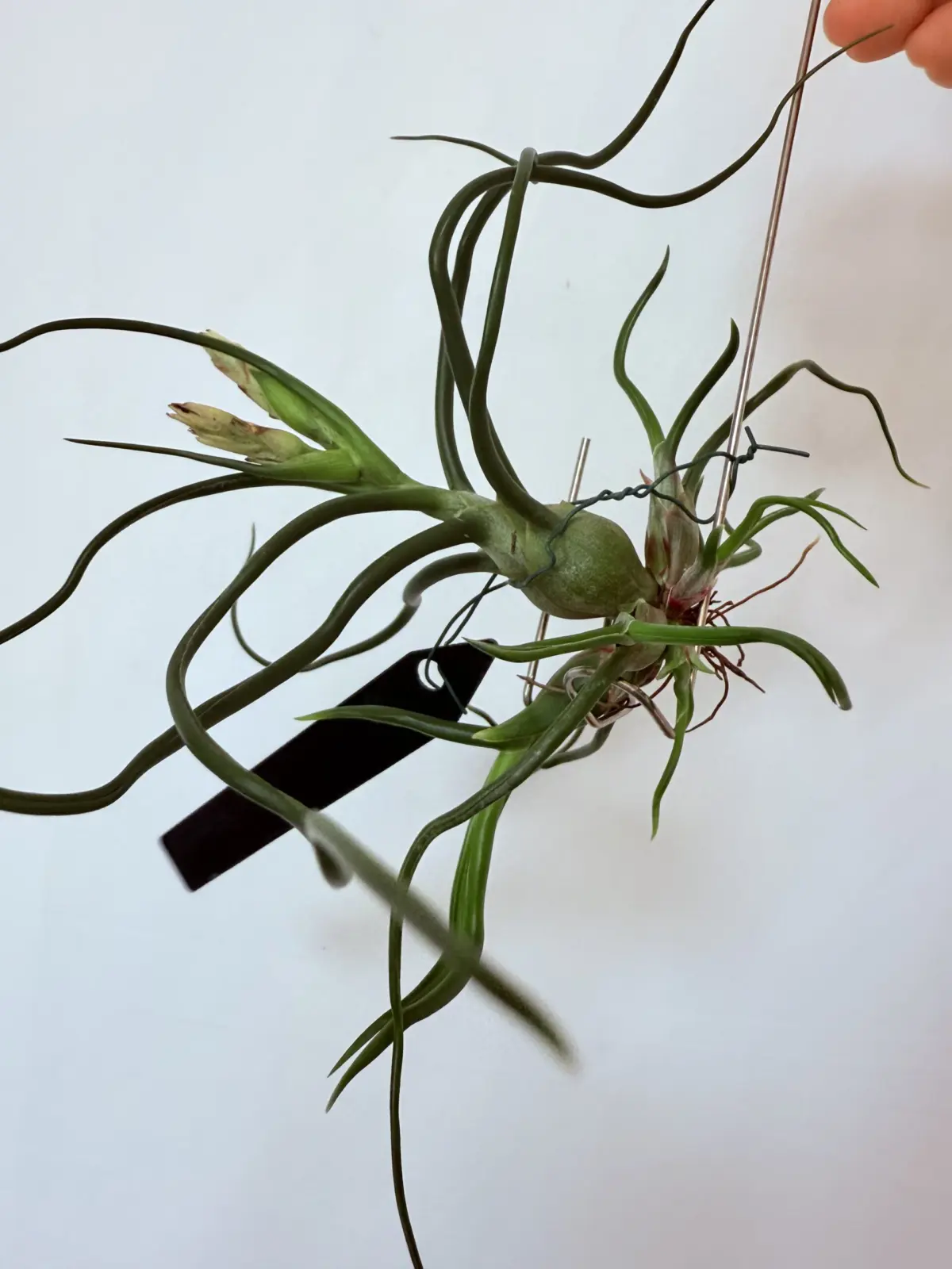 ティランジア　ブルボーサ　神楽　子株モリモリ