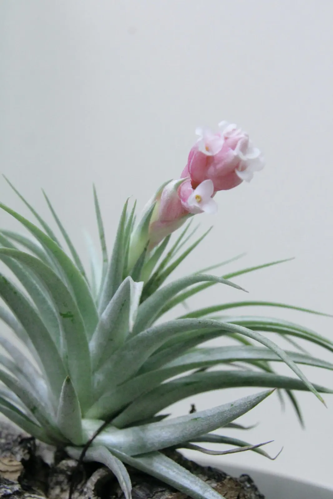 ティランジア　ホワイトナイト