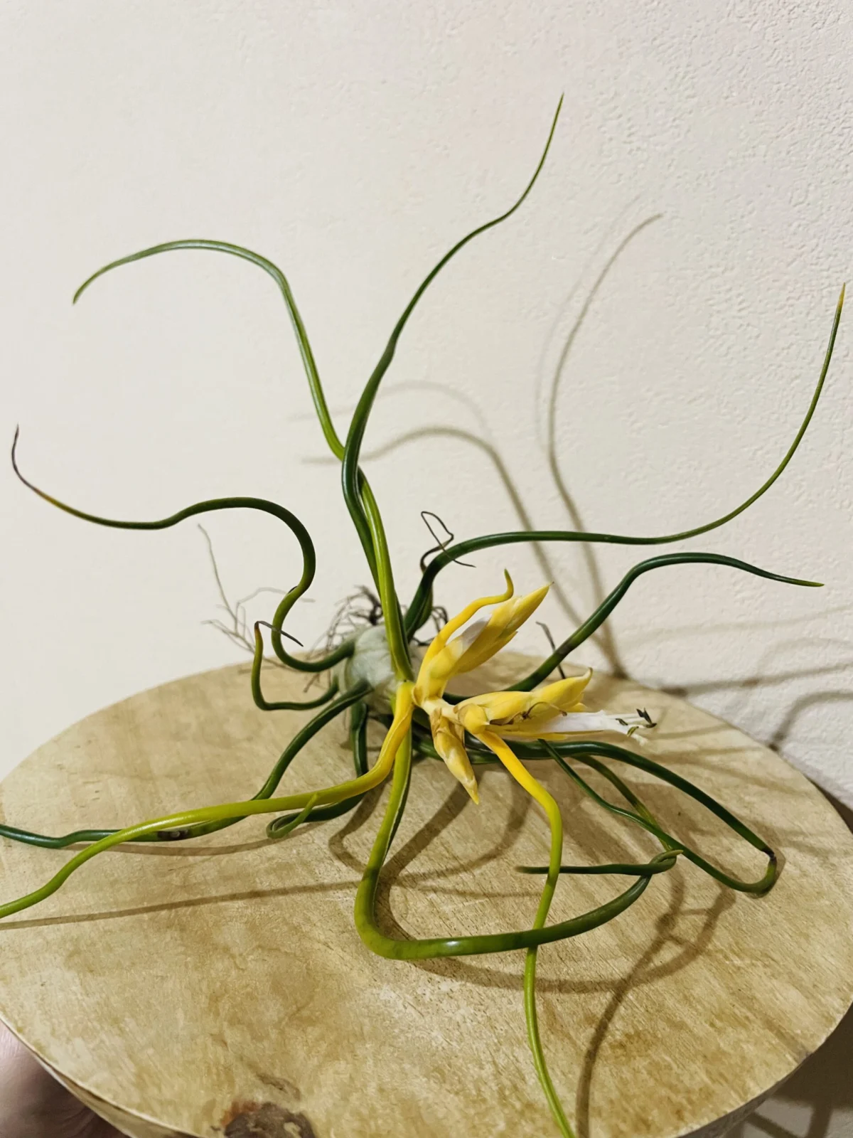 ティランジア　ブルボーサ　アルバ　花