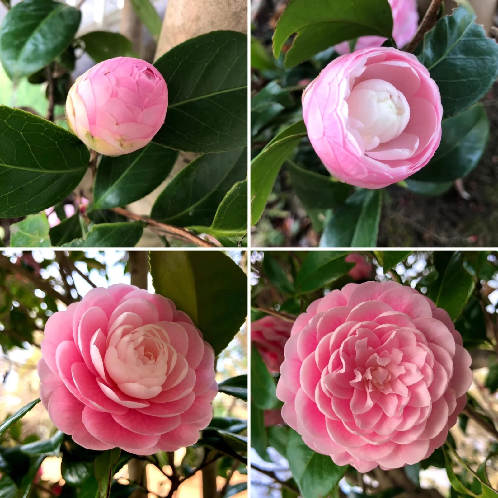 乙女椿　開花