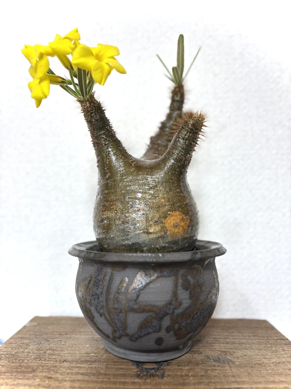 パキポディウム　グラキリス　花