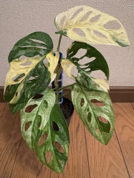モンステラ アダンソニー バリエガータ