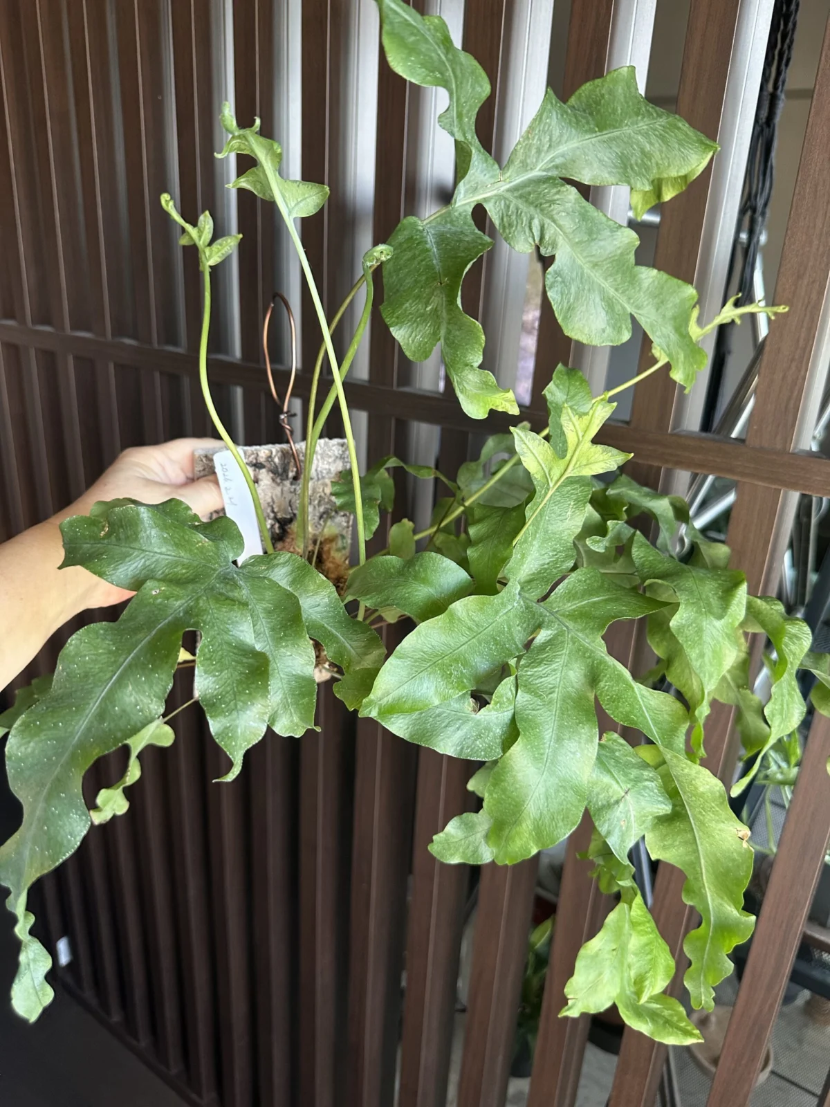 シダ
