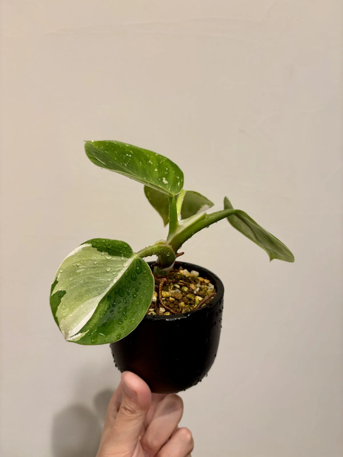 フィロデンドロン　ホワイトプリンセス