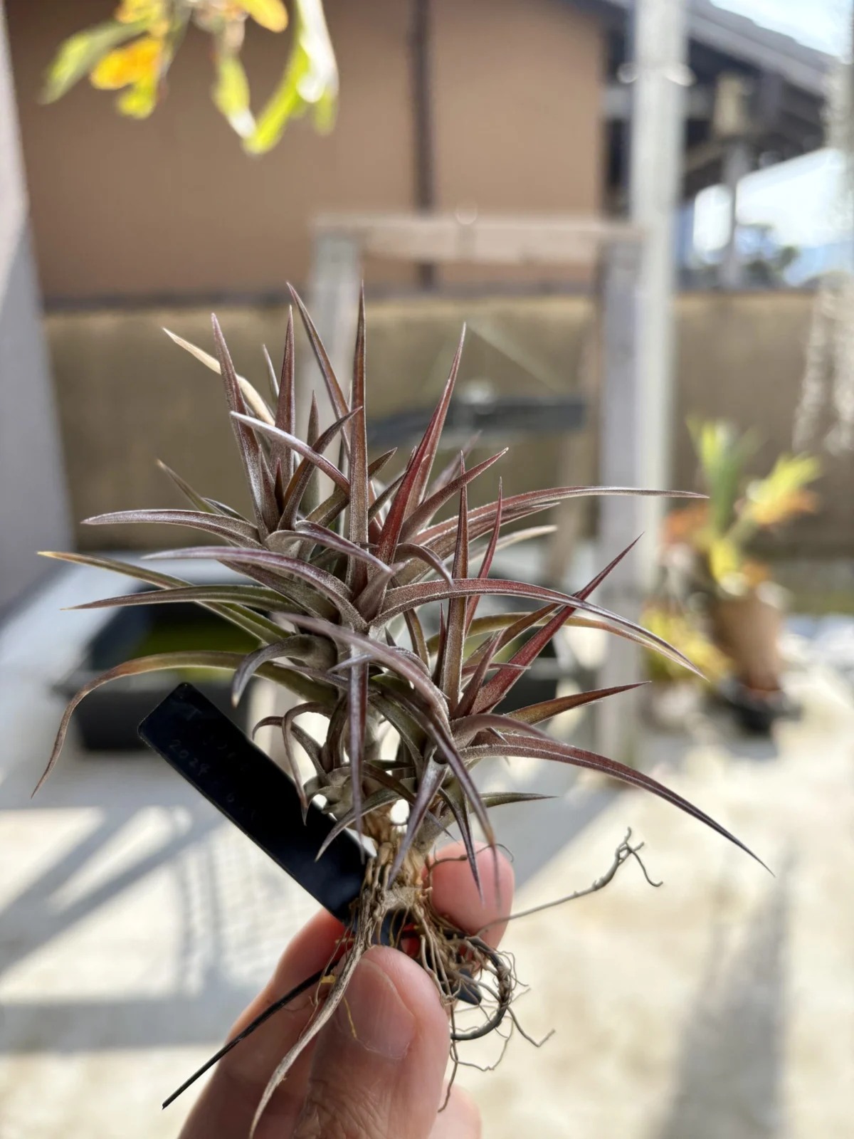 ティランジア　ジョネシー