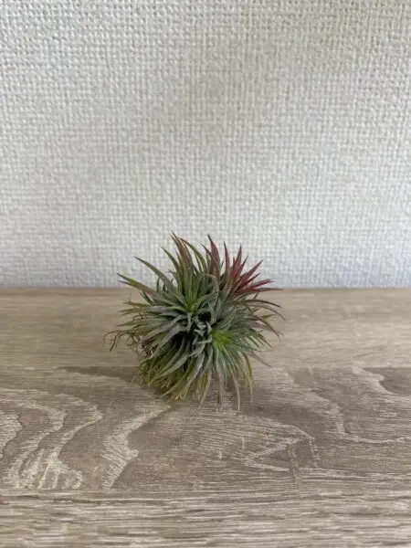 ティランジア　イオナンタ　プレアデス　クランプ