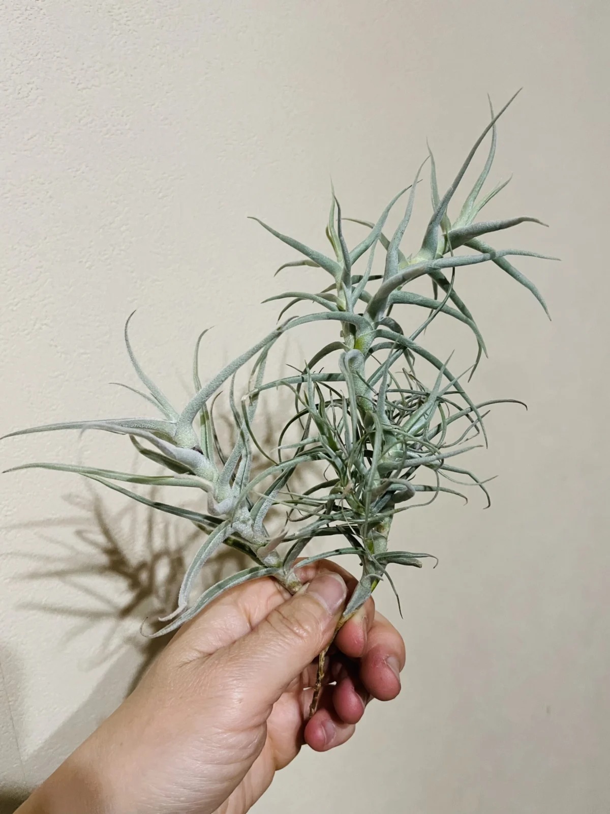 ティランジア　パレアセア　フロムハワイとの比較