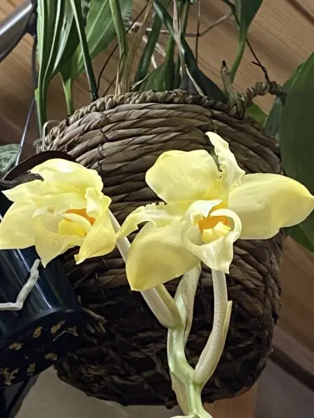 スタンホペア ペネロペ 花 蘭