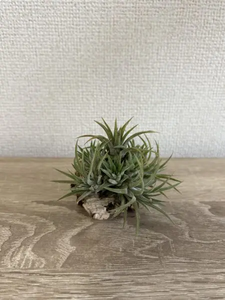 ティランジア　イオナンタ　フロムハワイ　クランプ