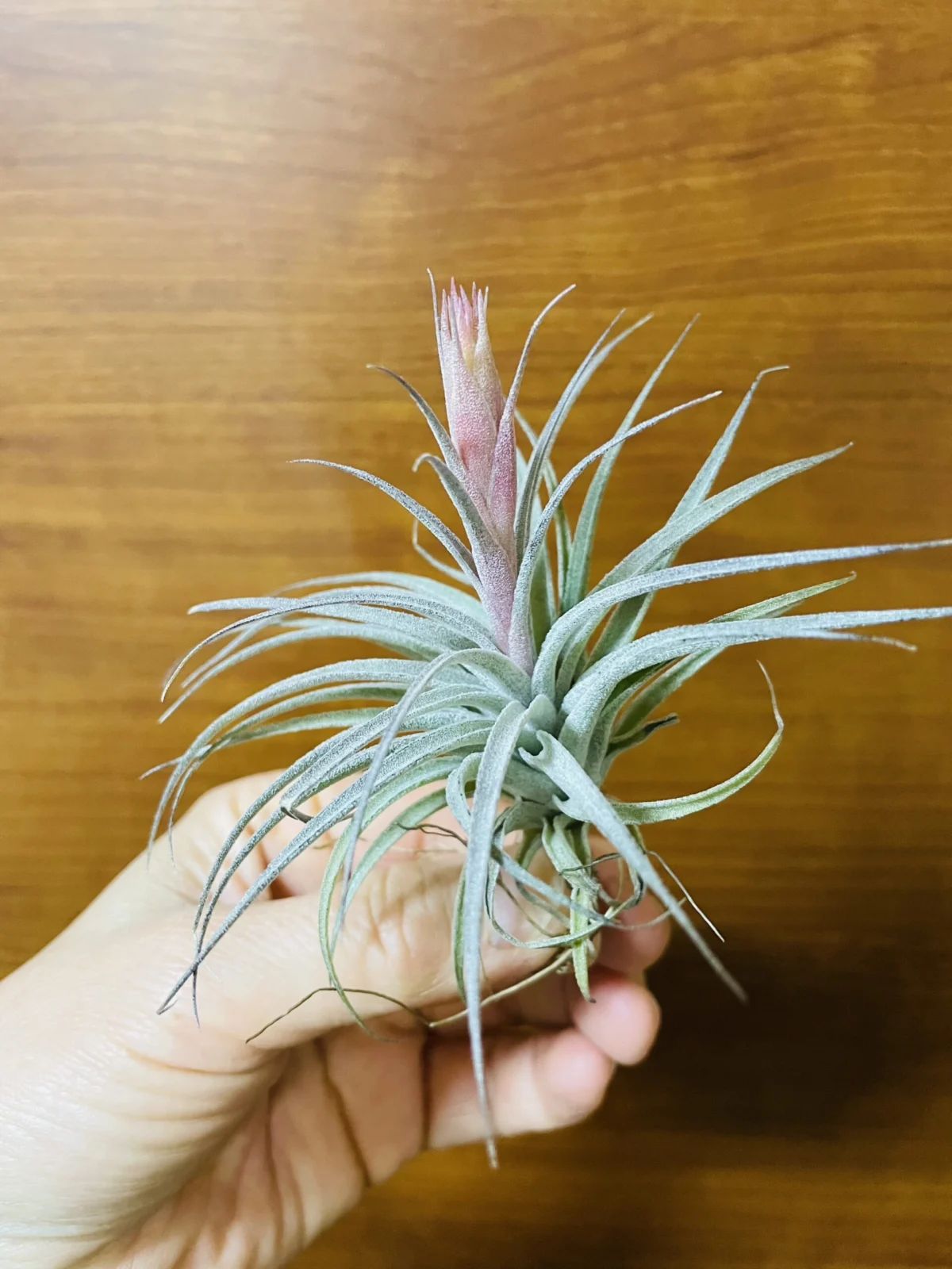 ティランジア　スークレイ　花芽