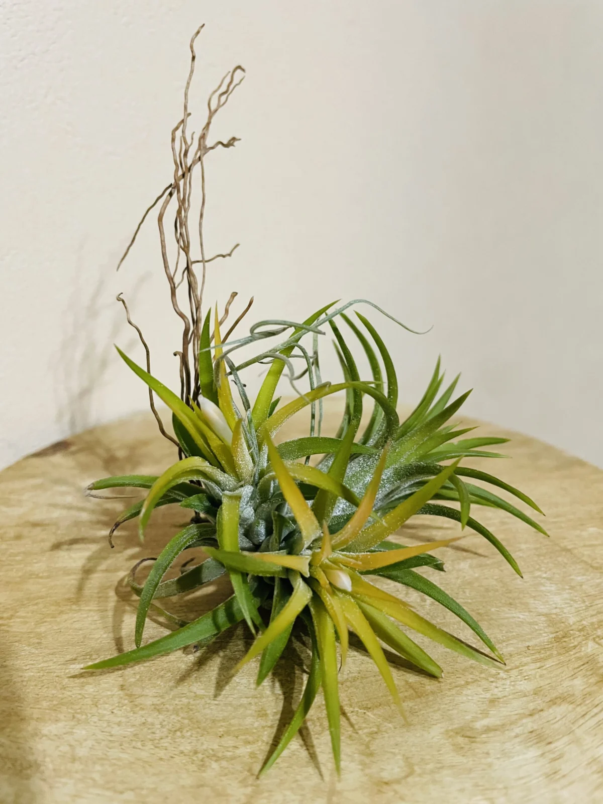 ティランジア　イオナンタ　ピーチ　花芽