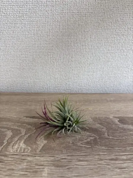 ティランジア　イオナンタ　フエゴ　クランプ