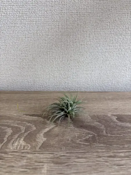 ティランジア　イオナンタ