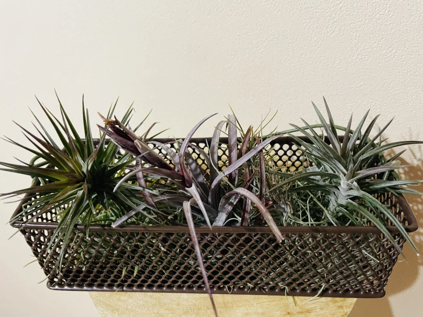 ティランジア　銅葉3種セット