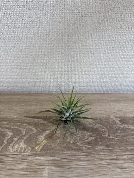 ティランジア　イオナンタ