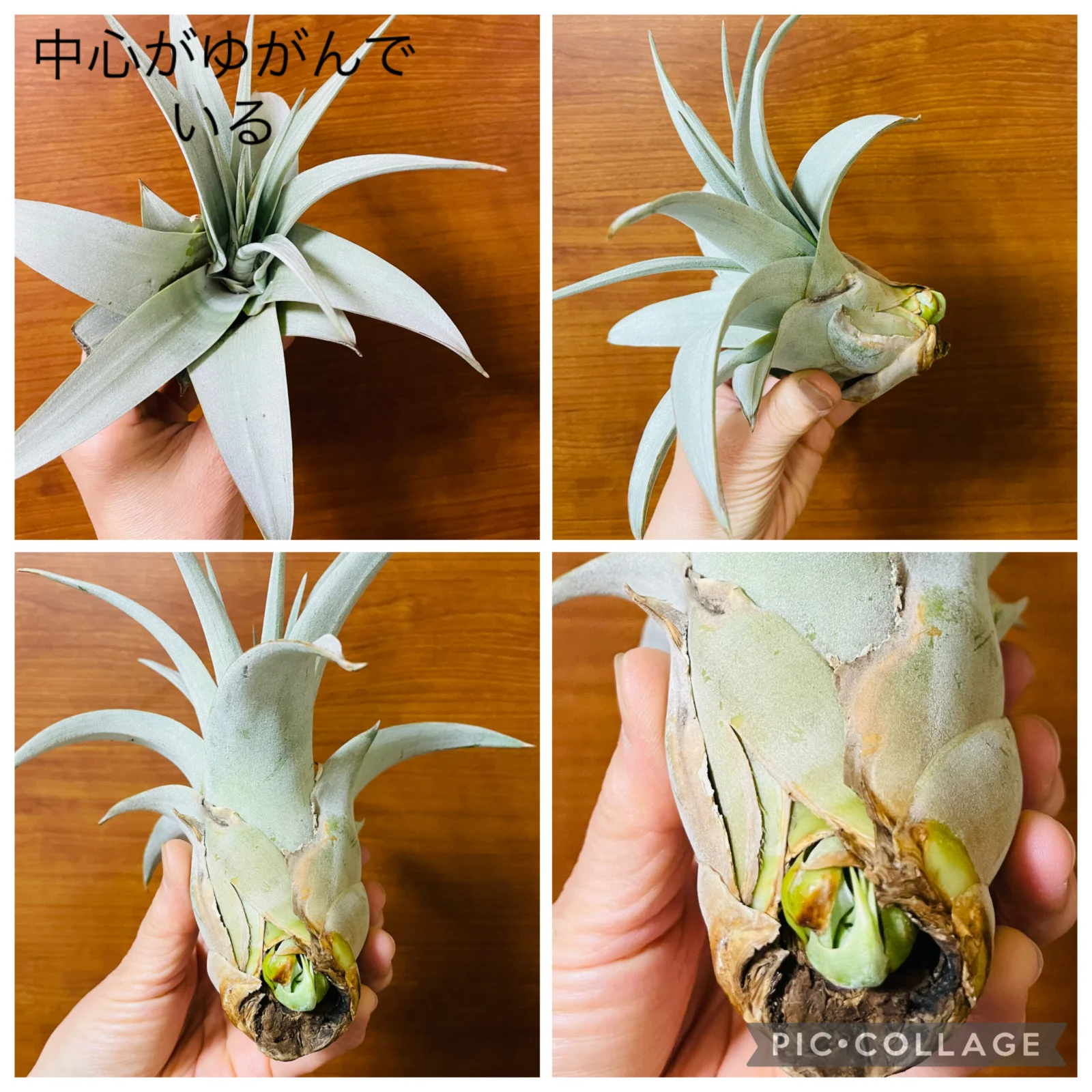 ティランジア　キセログラフィカ　子株の異変