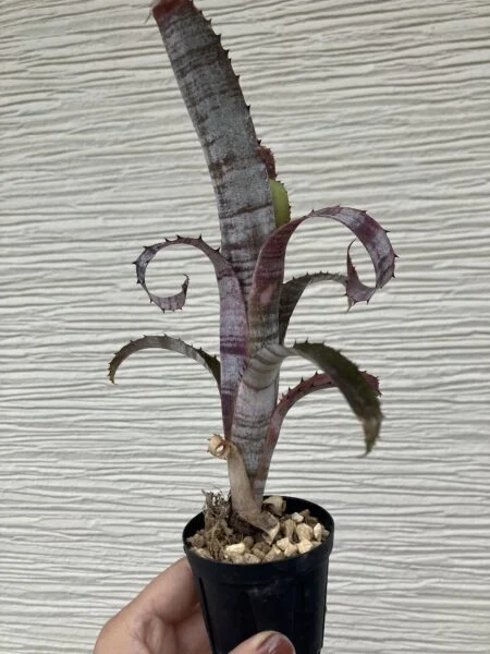 ビルベルギア パイプライン
