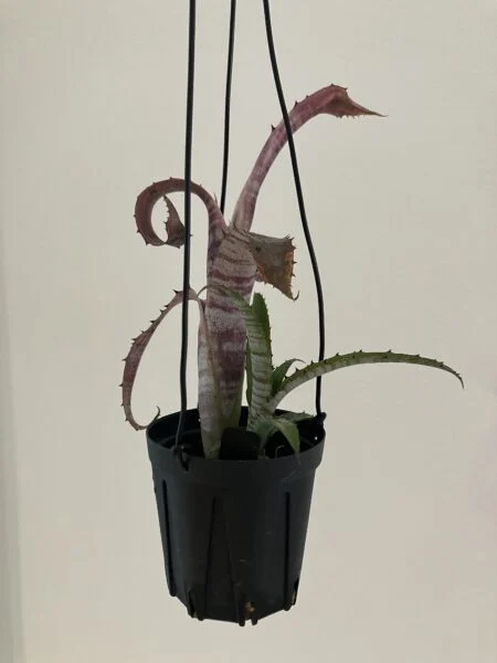 ビルベルギア パイプライン