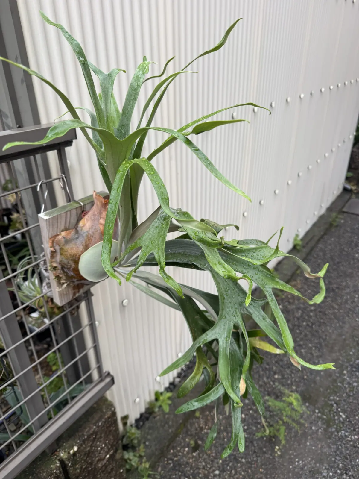 ビカクシダ　ピョン吉